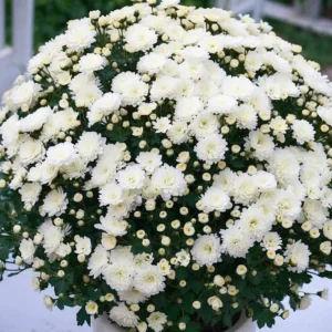 Мультифлора